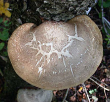 Piptoporus betulinus, view of the top as it begins to age.
